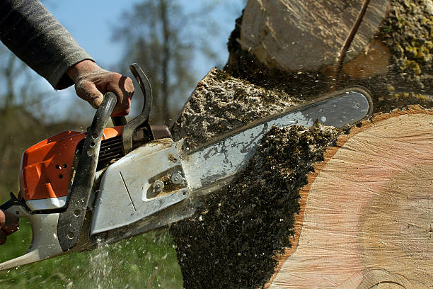 How Our Tree Care Process Works  in  Pittsboro, IN